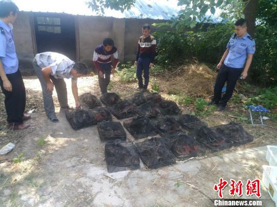 近日,安徽省巢湖市森林公安局成功破获一起专业团伙猎捕野生鸟特大案件,191只世界濒危野生鸟获救。巢湖市森林公安局供图