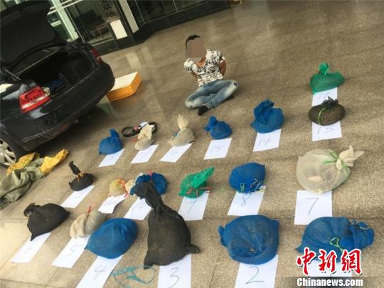 图为犯罪嫌疑人指认违法物品。　广西森林公安局供图 摄