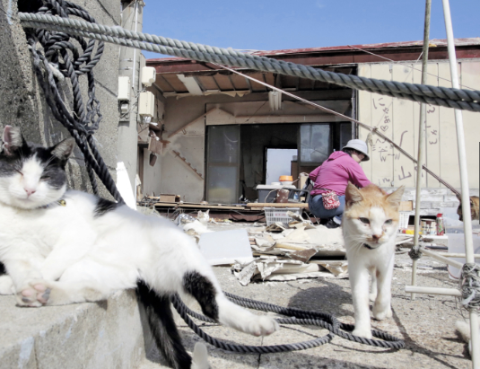 台风摧毁流浪猫窝 日本“猫奴”每月花6千多重建