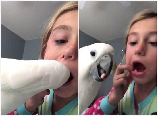 视频：神操作！小女孩让宠物鹦鹉帮其拔掉松动乳牙