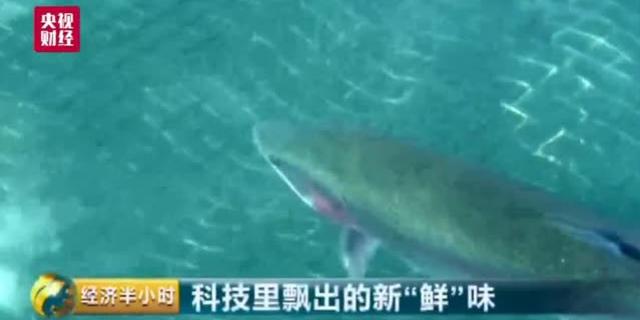 视频：青藏高原如何养殖三文鱼？