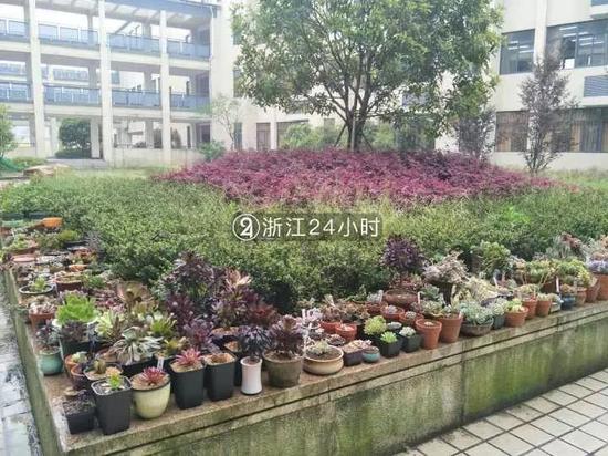 多肉植物