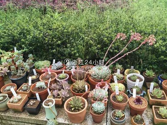 多肉植物
