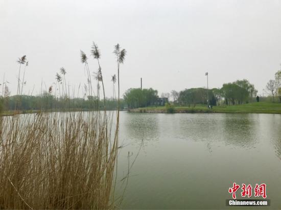 资料图:河北省白洋淀景区吸引了众多游客前来观光旅游。张帆 摄