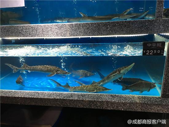 中华鲟鳄鱼娃娃鱼竟在超市海鲜区售卖