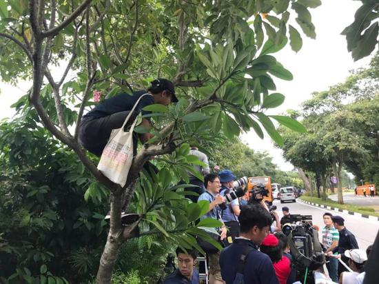 ▲当地市民爬到树上观看车队进场。新京报记者陶冉发自现场