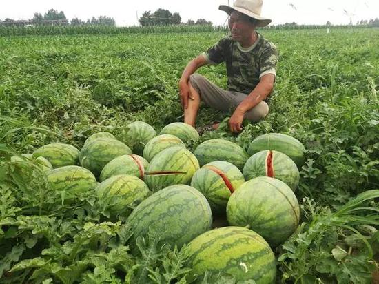 瓜农2万多斤西瓜被砍烂地里:或多人作案 警方介入