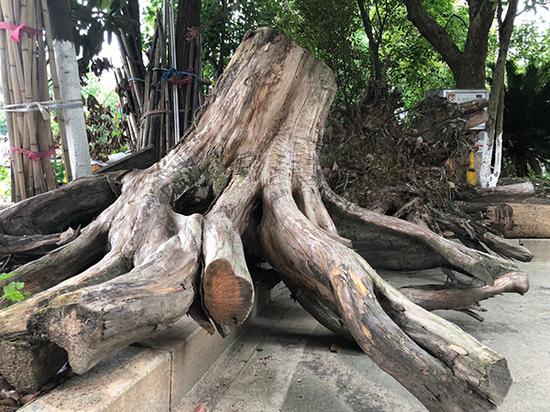 警方缴获的红豆杉树蔸，在江西省永丰县森林公安局后院已存放约两年，暂无专门机构接收。澎湃新闻记者王乐 图