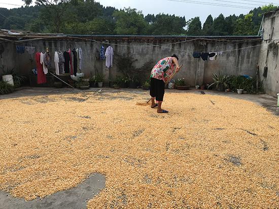 张军老家的院坝里，铺满了玉米。 本文图片均为 澎湃新闻记者 王鑫 图