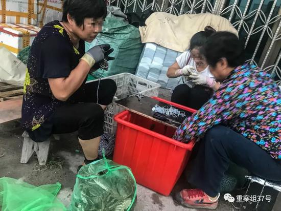 ▲9月20日，消泾村附近工人们正在忙碌绑蟹、上蟹扣。但是正规蟹扣在21日才会被发放。新京报记者 半年/摄