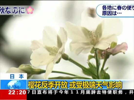 视频|日本樱花反季开放 或受极端天气影响