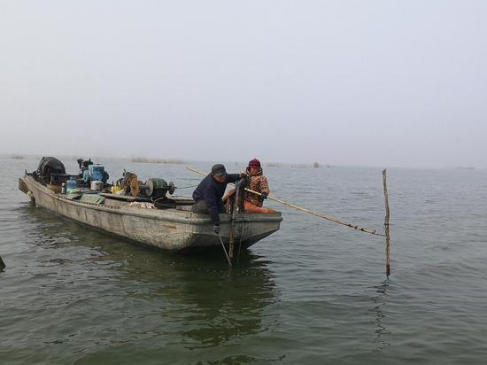 渔民正在用长钩拔网桩。从2006年起，泗洪县就开始对保护区范围内的围网养殖进行拆除，目前已经累计退渔还湿15.1万亩。新京报记者陈景收摄