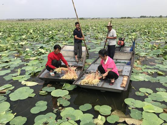 2018年6月，在临淮镇二河水上生态牧场，合作社的社员在采收藕带。泗洪宣传部供图