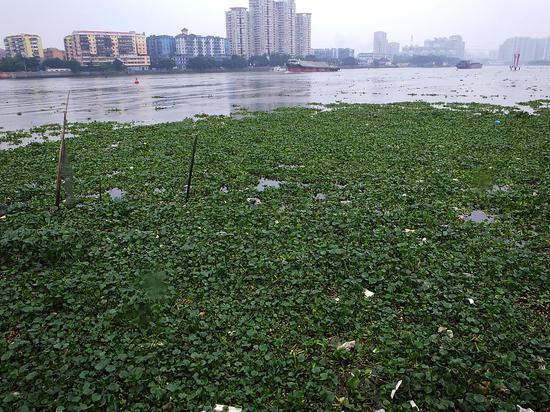 　　2013年5月8日，广州市金沙洲大桥两侧的珠江河道，大量入侵植物水浮莲覆盖在江面上顺水而下。 图/视觉中国