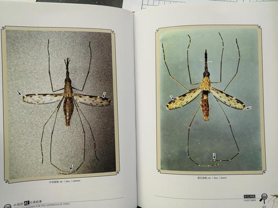 董学书编撰的《云南蚊类杂志》，其中的插图都是他自己画的。新京报记者 吴靖 摄