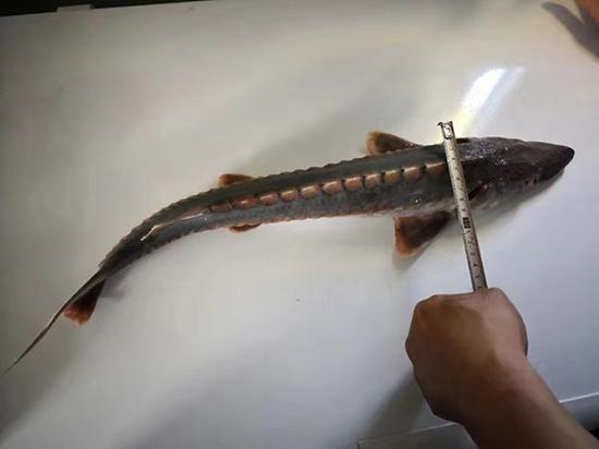 该中华鲟测得体长55厘米,约一岁多。