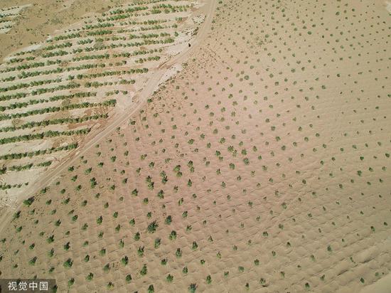 甘肃省民勤县石羊河林业总场所属一片治沙林场，种植着大量名为梭梭的植物。 @视觉中国