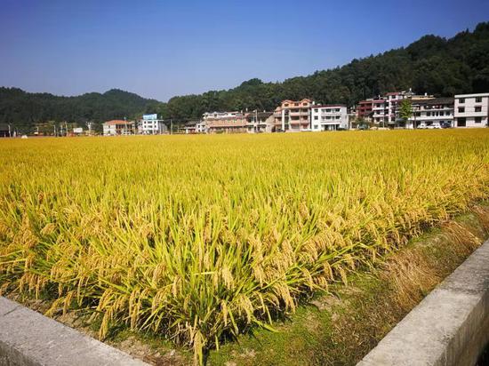 超级稻高产攻关百亩示范片。湖南省农业农村厅官网图