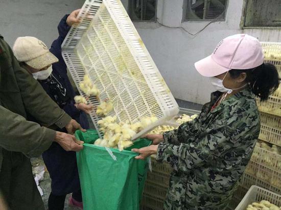武汉莱德生态农业有限公司，工作人员把刚孵出的鸡苗装袋处理，每天两万只。受访者供图