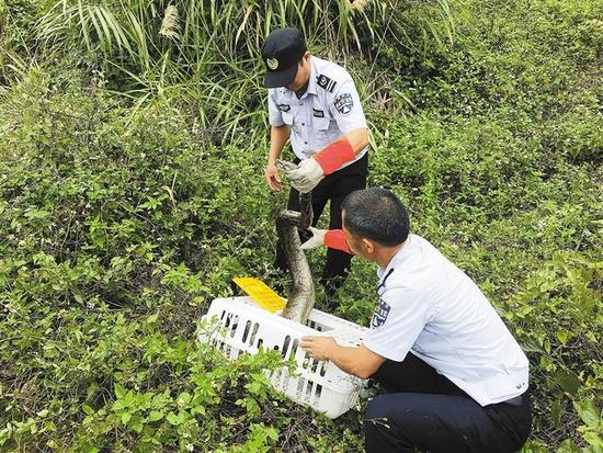 视频：3米长大蟒蛇偷吃鸡 肚子鼓成球躺草丛日光浴