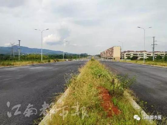 绿化带杂草丛生