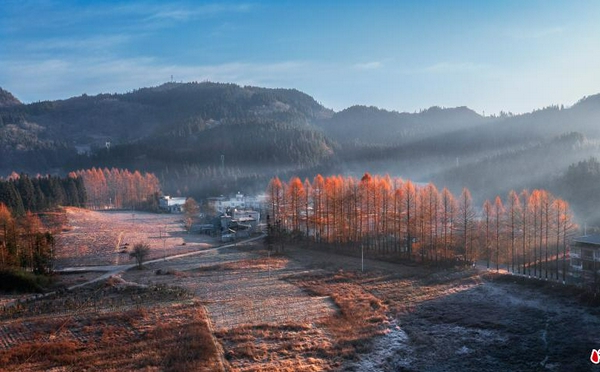 湖北利川：冬霜水杉别样红