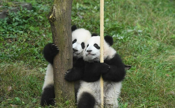 重庆动物园一双胞胎大熊猫命名亮相