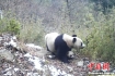 野生熊猫幼崽学步
