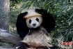大熊猫“芝麻”