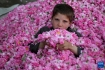 阿富汗采摘玫瑰花