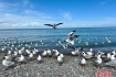 青海湖飞鸟翔集