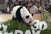 旅日大熊猫30岁了