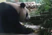 大熊猫6周岁生日