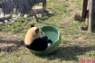大熊猫享受阳光浴