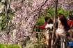 泉城海棠花盛开