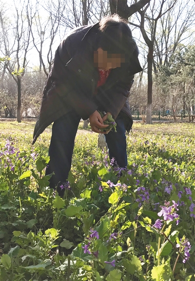 周日一大早儿,奥林匹克森林公园内,游人正在采摘二月兰。本版摄影/新京报记者 陈琳