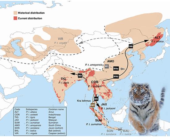 约11万年前，现代虎的共同祖先种群重新扩散，在气候变化、栖息地隔离、遗传漂变和自然选择等因素共同作用下，形成了现存的6种现代虎。  受访者 供图
