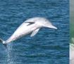 中华白海豚现身西江梧州航段