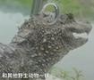 扬子鳄野外放归