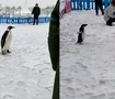玩嗨了 海洋館放企鵝出來玩雪
