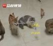 柴犬叼逗猫棒逗3只猫咪玩