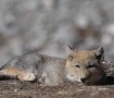 5只藏狐幼崽被拍到野外活动