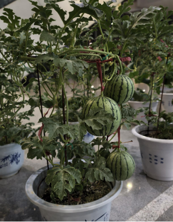 經過太空育種的太空西瓜