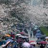 武汉大学赏樱首日 小雨难挡民众热情