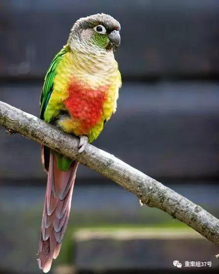 ▲被列为《濒危野生动植物物种国际贸易公约》中的绿颊锥尾鹦鹉。资料图片
