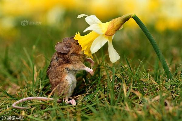 只有冬夏再无春秋什么梗