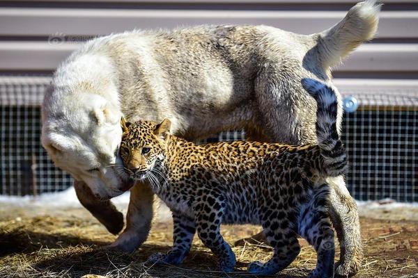 时尚炫彩的机械手表 RARONE雷诺表手表更显气质不凡