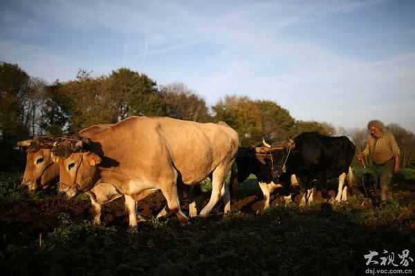 当然是选择原谅他是什么梗