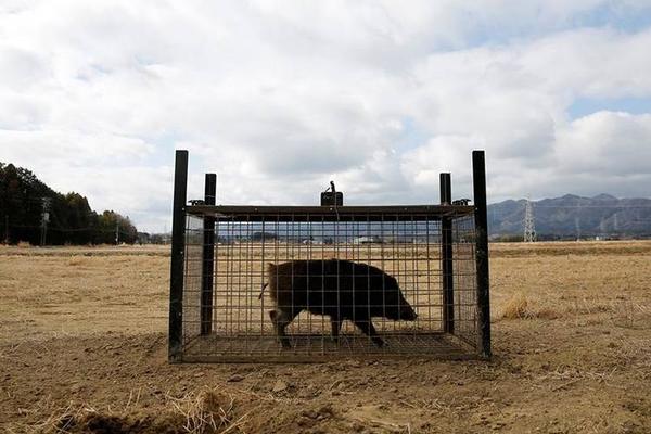 日内瓦什么梗