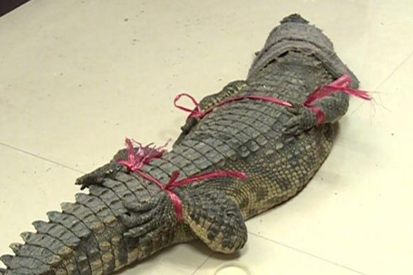 逆轉人生的財富密碼：揭秘 joker123 送分機製，讓你驚喜連連的贏錢真相！ 